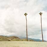Twin Palm Trees - Limited Edition of 25 by Patricia Hussey