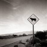 Watch for Cow - Limited Edition of 25 by Patricia Hussey