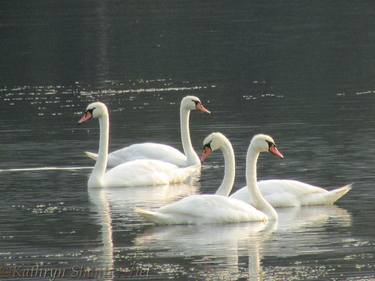 2 swan couple thumb