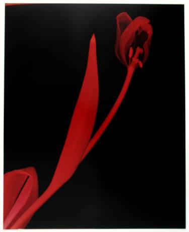 One Macro Tulip - Limited Edition 1 of 1 thumb