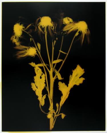 Ox-Eye Daisies - Limited Edition 1 of 1 thumb