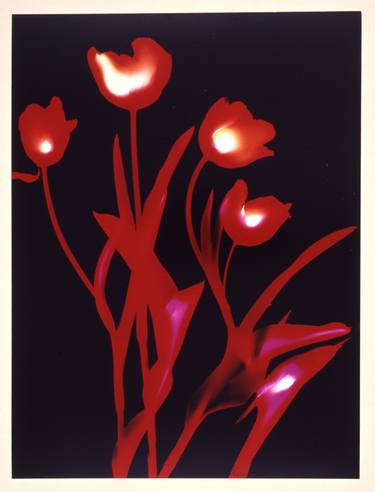 Dancing Tulips - Limited Edition 1 of 1 thumb