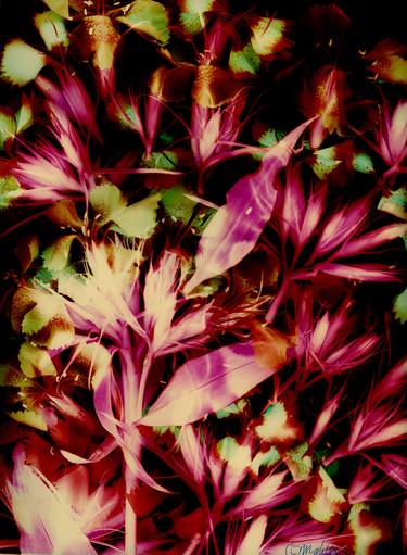 Original Fine Art Botanic Photography by Daniella Mahler