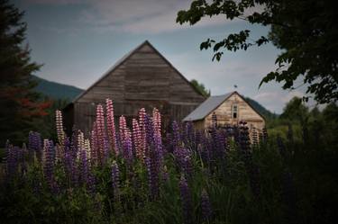 Maine, lupine field - Limited Edition 1 of 50 thumb
