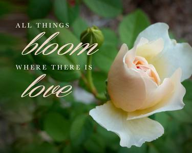All Things Bloom Where There Is Love thumb