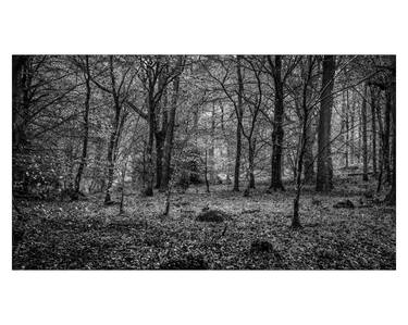 Holme Wood, Limited Edition 1 of 20 thumb