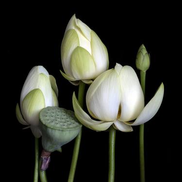 Original Fine Art Botanic Photography by Molly Wood