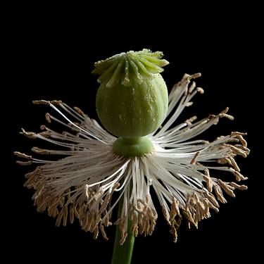Original Botanic Photography by Molly Wood