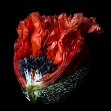 Original Botanic Photography by Molly Wood