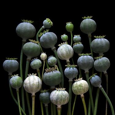 Saatchi Art Artist Molly Wood; Photography, “Poppy Pods, 7603 - Limited Edition of 5” #art