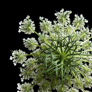 Queen Anne's Lace, 3997 - Limited Edition of 5 thumb