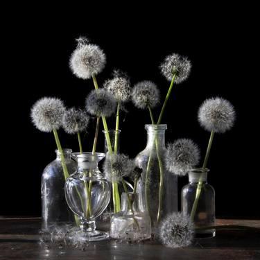Vanitas with Dandelions - Limited Edition of 5 thumb