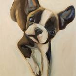 Collection DOGS ONLY