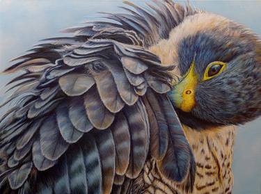 RUFFLED no2 - Peregrine falcon (2021) thumb