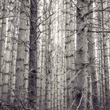 Collection Black and White Photography