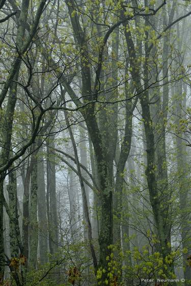 Forest in Fog _DSC6361 - Limited Edition 1 of 20 thumb