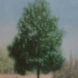 Phaethons Sisters (Poplar tree) by Marko Klomp