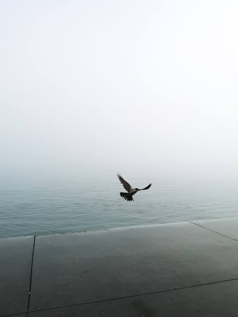 Foggy bird Photography by Eren Cevik | Saatchi Art