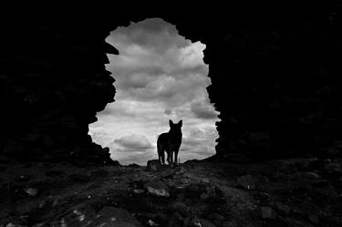 Print of Dogs Photography by Eren Cevik