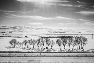 Original Documentary Tree Photography by Eren Cevik