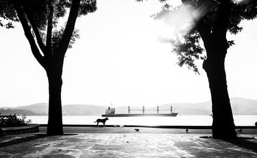 Print of Dogs Photography by Eren Cevik