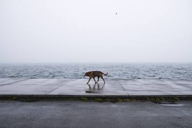 Print of Dogs Photography by Eren Cevik