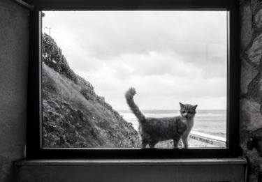 Original Documentary Cats Photography by Eren Cevik