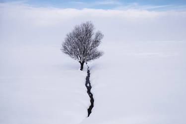 Print of Tree Photography by Eren Cevik