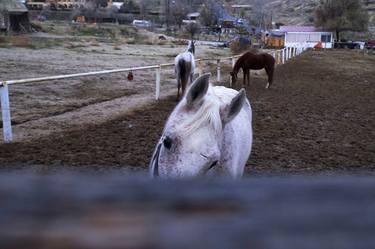 Original Horse Photography by Eren Cevik