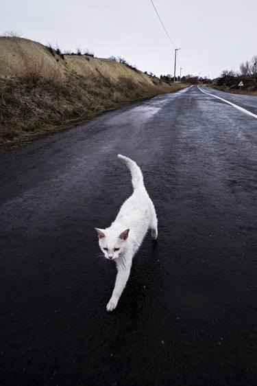 Print of Cats Photography by Eren Cevik