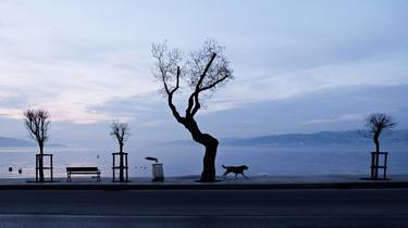 Original Fine Art Dogs Photography by Eren Cevik