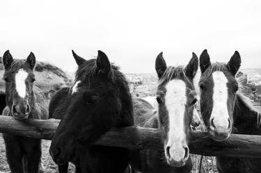 Print of Horse Photography by Eren Cevik