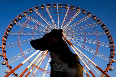 Print of Documentary Dogs Photography by Eren Cevik