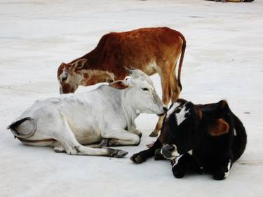 Original Cows Photography by Amrutha Bushan