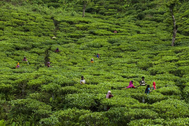 tea garden Photography by z h c | Saatchi Art