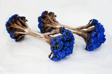 Bronze Broccoli Barbells Blue thumb