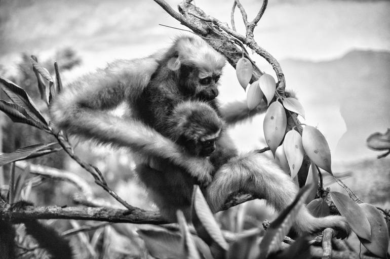 Original Realism Animal Photography by Susana Sancho Beltran