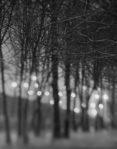Bokeh in the bushes - Limited Edition 1 of 10 thumb