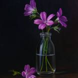 Collection New This Week 12-08-2025