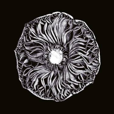 Mushroom Mandala  #2 - Limited Edition 1 of 10 thumb