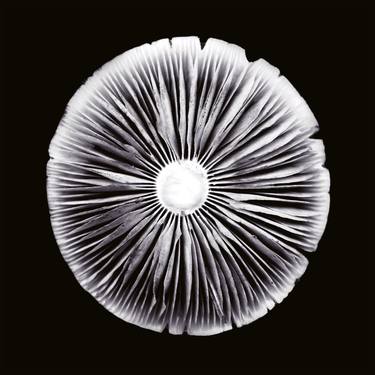 Mushroom Mandala #1 - Limited Edition 1 of 10 thumb