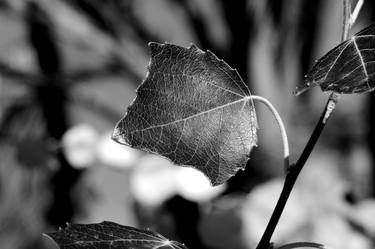 Print of Light Photography by Mark Stocks