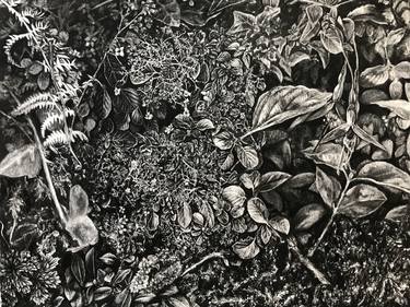 Print of Botanic Drawings by Tessa Johnson