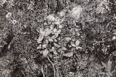 Original Fine Art Botanic Drawing by Tessa Johnson