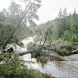 Rothiemurchus Forest by Luke Brown