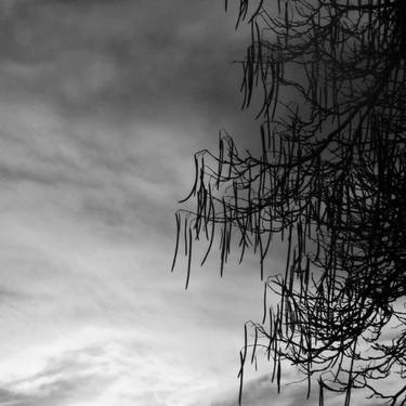 B&W tree - Limited Edition 1 of 1 thumb