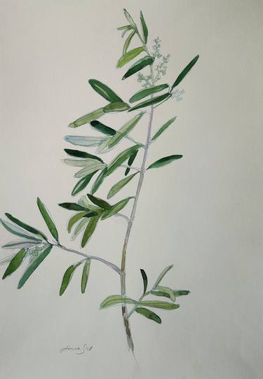 "Olive Branch" thumb