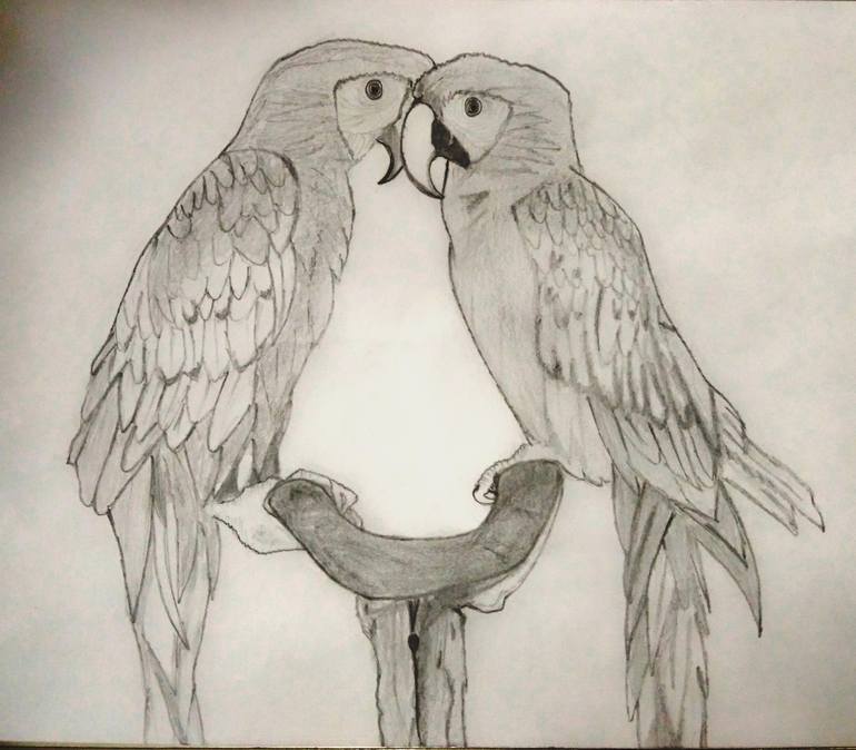 pencil drawings of lovebirds