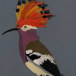 Hoopoe. Series: Birds of Lanzarote by M Cristina Barrera