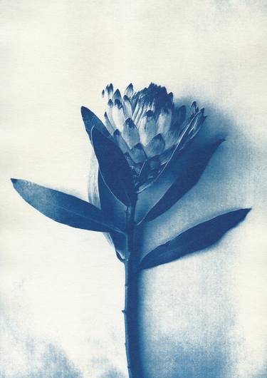 Print of Floral Photography by Desiree Elizabeth Malan